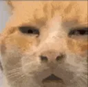 nonitrobozoHUH