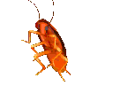 rainbowCockroach