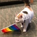 queercat