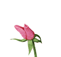 rose_ Discord emoji