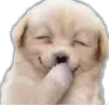 doggosmile
