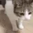 OHNYOCATJUSTDIEDPEEPOSAD