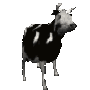 vacapolaca Discord emoji