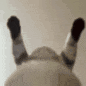 gatochupala Discord emoji