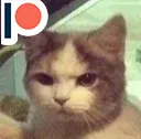 Angry_Cat