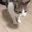 catded