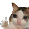 okaycatcry