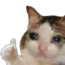 okaycatcry