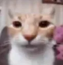 catenraged