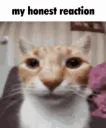 TTE_HonestGif