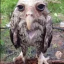 wetowl