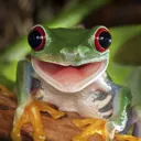 Happyfrog HappyFrog Discord Emoji