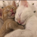 catcuddle Discord emoji