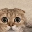 monkaCat