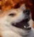 dogeLaughlit dogeLaughlit