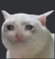 buon1 buon1