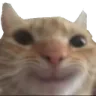 Cat Happy cathappy Discord Emoji