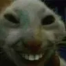 RoflCat