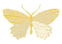 butterfly7