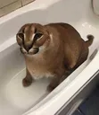 FloppaBanhando