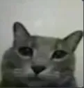 stupidcat