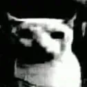 gato gato