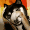 dogblush