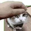 AlbinoBananaPet