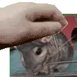 DonRayPet
