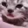 cat_cry