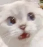 PG_Catwtf