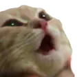 catGasm catGasm