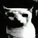 CatDespair CatDespair