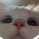 cutegato cutegato