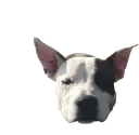 aviciiLiamthedog2removebgpreview