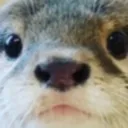 OtterStare OtterStare