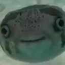dumbfuckingfish dumbfuckingfish