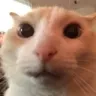 stare