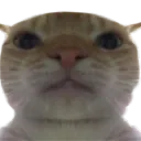 starecat