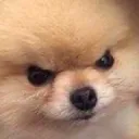 AngryDoggo AngryDoggo