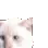 catdance catdance