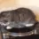 CatSpin
