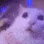 catrave