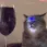 catpain