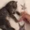 CatLove