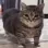 Chonky_Cat
