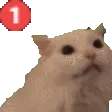 pingcatte