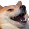 lulshibe