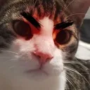 b_angycat b_angycat