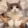 Cat_dance